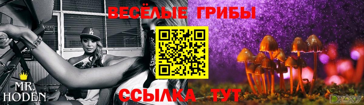 Псилоцибиновые грибы Psilocybe Кострома